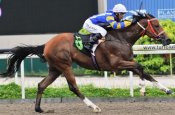 American Vision<br>Photo by Singapore Turf Club